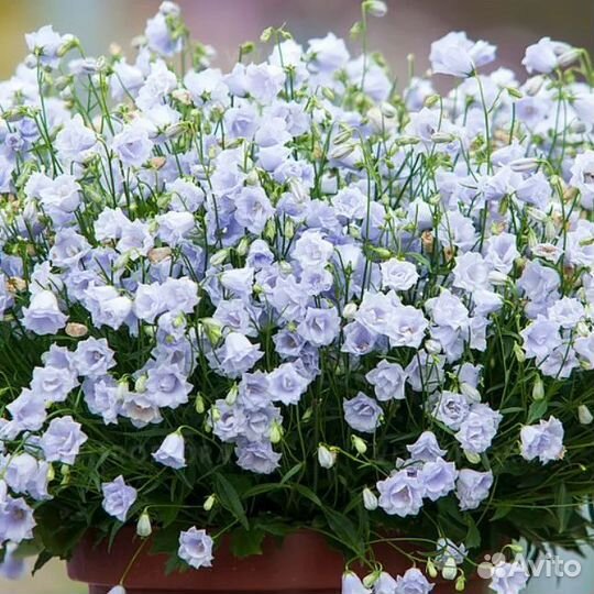 Колокольчики(редкость)