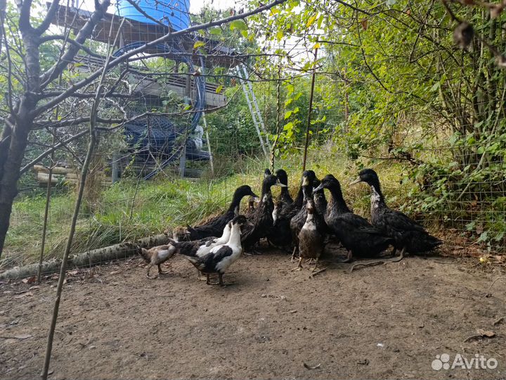 Башкирские хохлатые утки