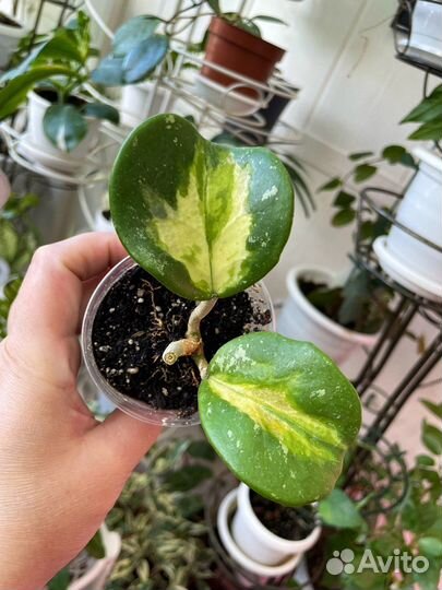 Хойи и сансивьерии