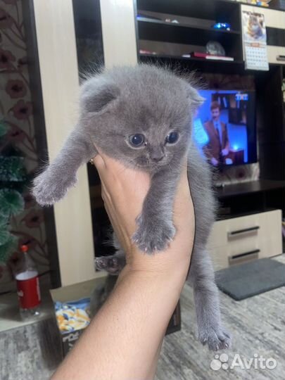 Шотландские котята