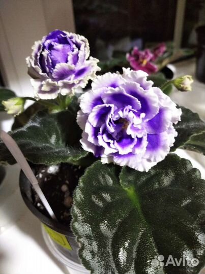 Фиалки сортовые, детки