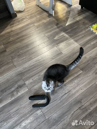 Отдам в добрые руки