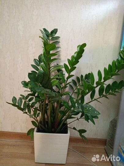 Замиокулькас