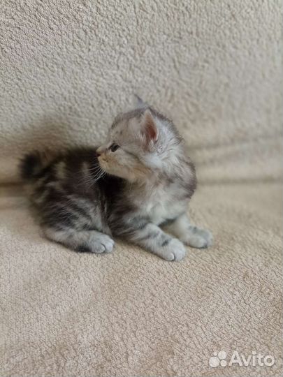 Курильский бобтейл