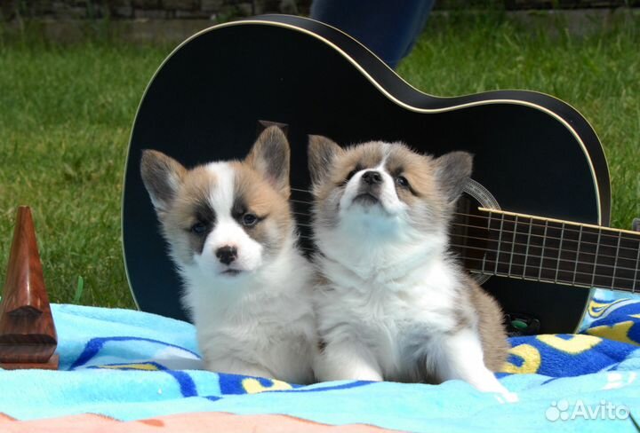 Вельш корги пемброк