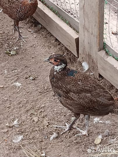 Фазаны молодые
