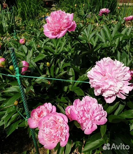 Пионы молодые кустики 40х50 см