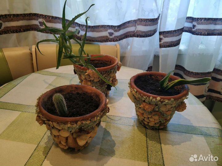 Комнатные цветы