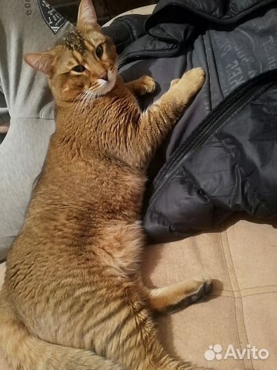 Кот вязка