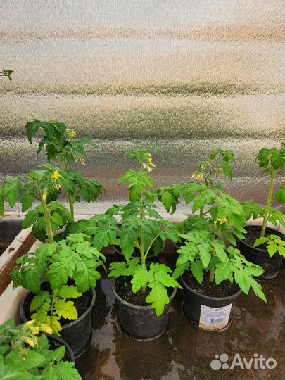 Рассада помидоры черри карлики перец