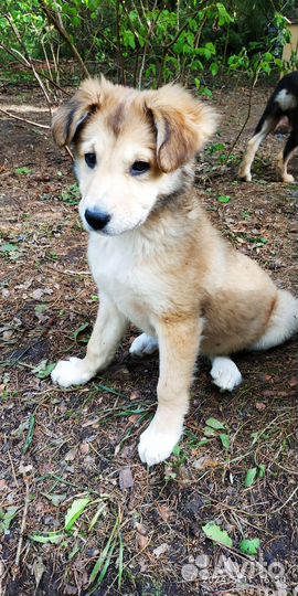 Щенки 3 девчули