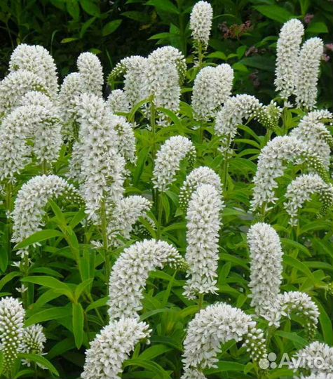 Флокс Блю Мун, Вудлайнер