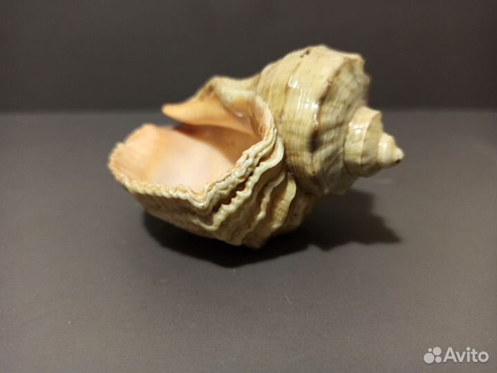 Морская раковина