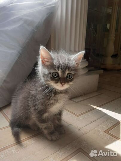 Дымчатый котёнок в дар