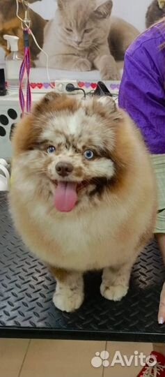 Груминг собак,кошек