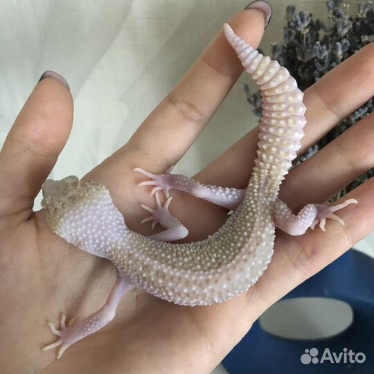 Эублефар самец