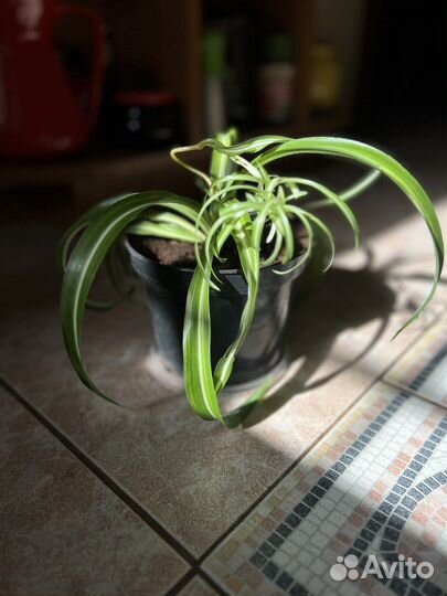 Сансевиерия трёхполосная - сортовая и др