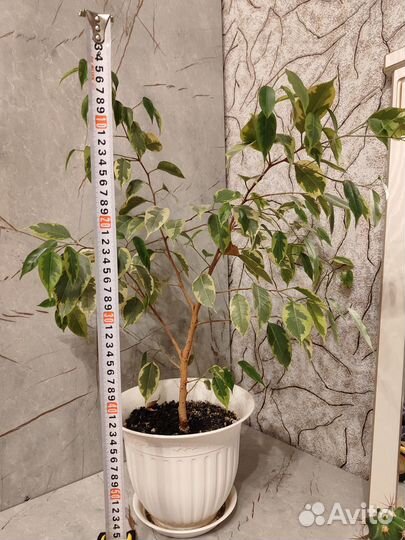 Фикус Бенджамина