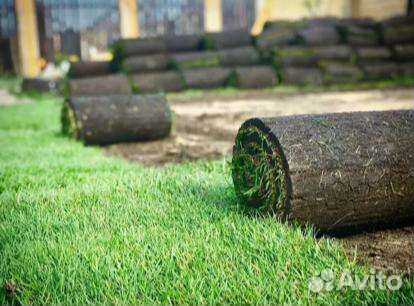 Рулонный газон