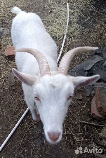 Зааненская дойная коза