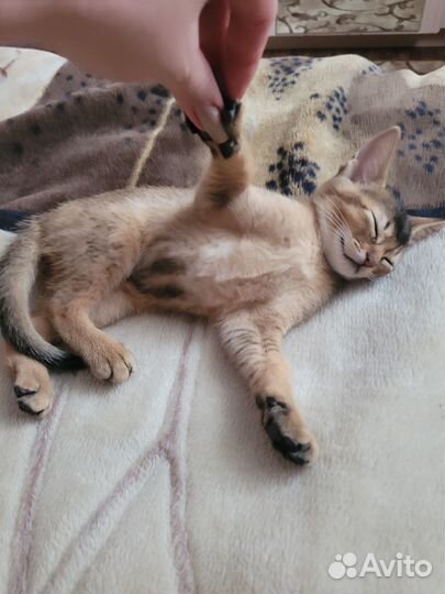 Абесинские котята