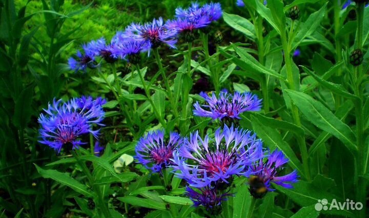 Васильки садовые многолетник