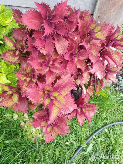 Колеусы вегетативные