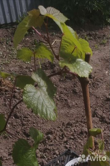 Саженцы винограда