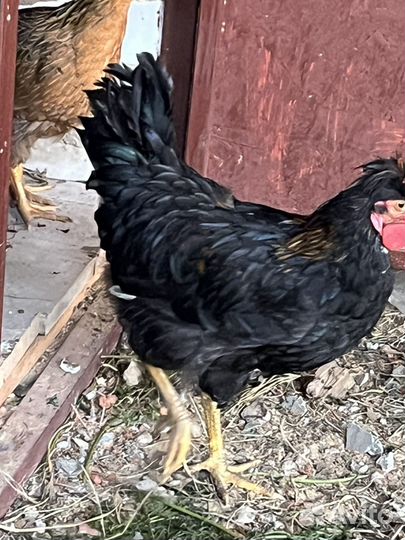 Петух молодой