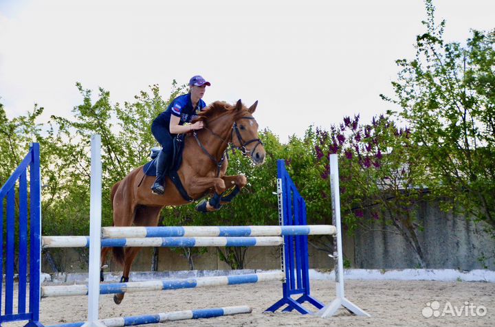 Лошади на продажу