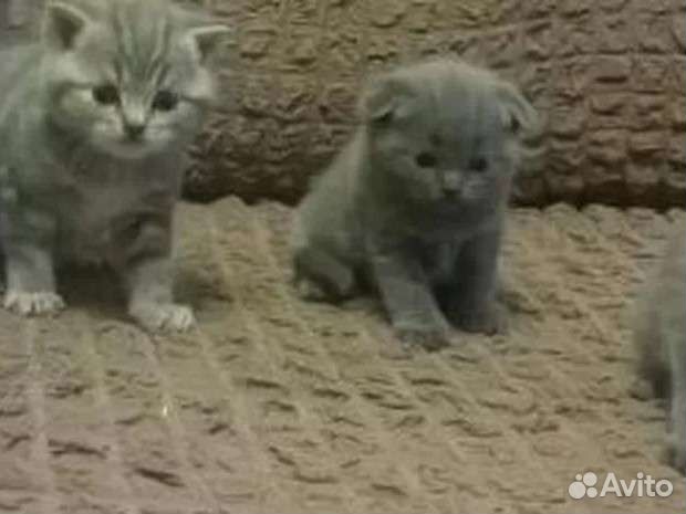 Шотландские котята