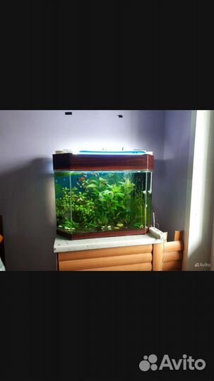 Аквариум