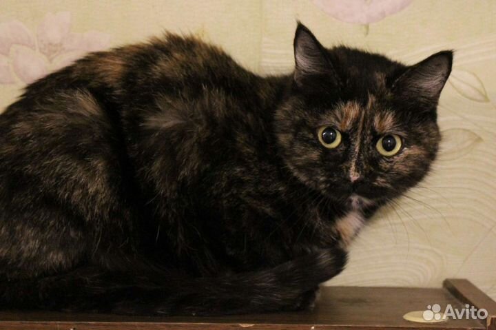 Кошка в дар