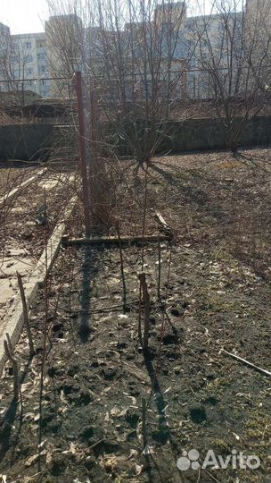 Персик районированный саженцы