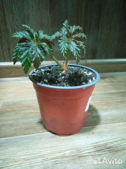 Бегония грифон