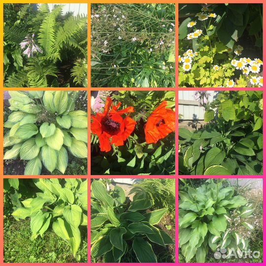 Многолетние цветы