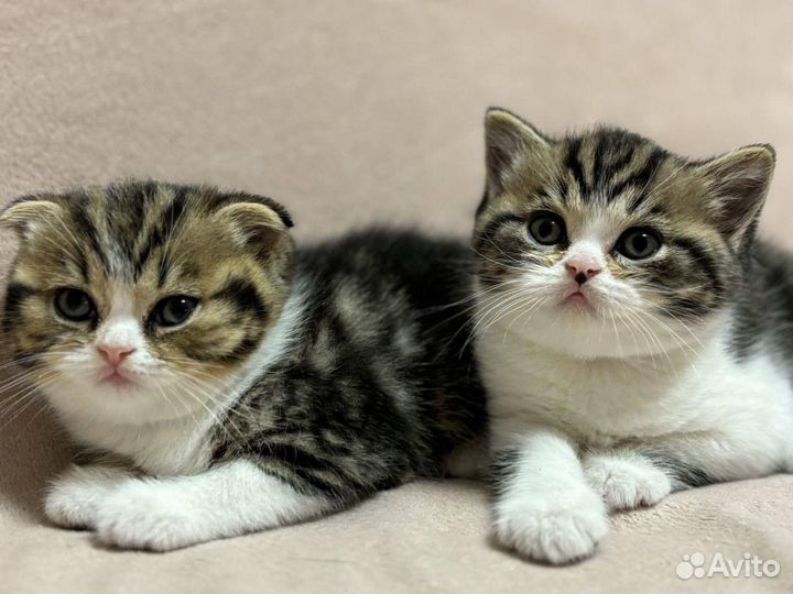 Шотландский хайленд страйт для вязки