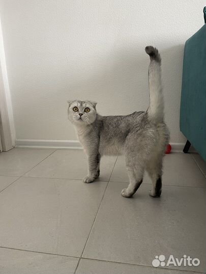 Шотландская вислоухая кошка