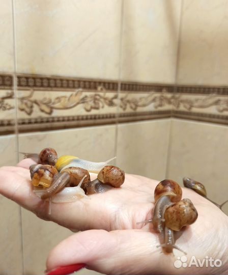 Улитки ахатины