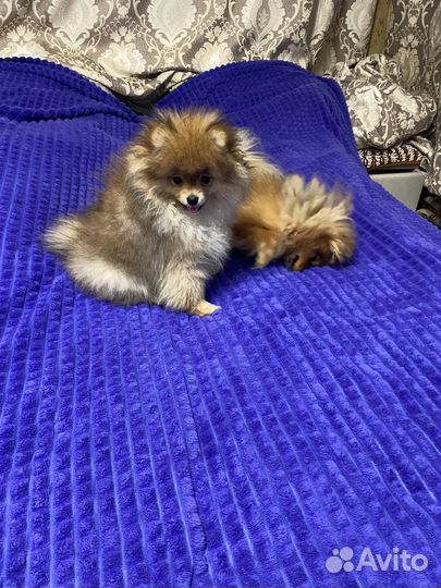 Померанский шпиц