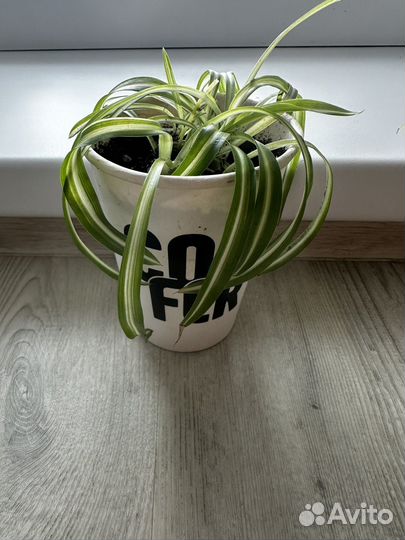 Хлорофитум кудрявый