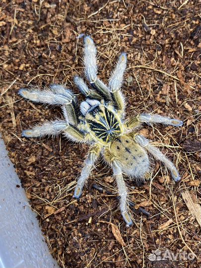 Паук птицеед Голиаф