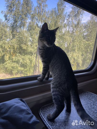 Кошка в дар бесплатно