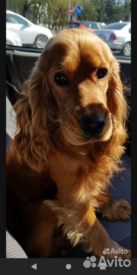 Английский кокер спаниель