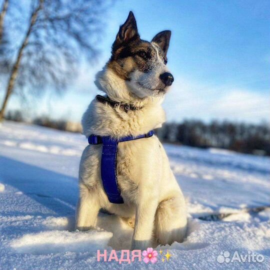 Красавец-пес в добрые руки