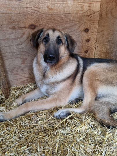 Собаке трусишке нужен дом