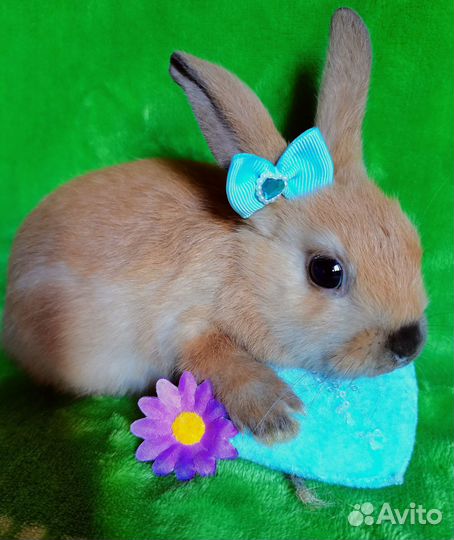 Карликовые кролики