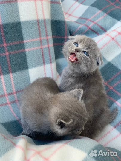 Британская кошка