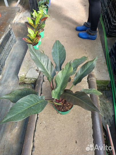 Филодендроны