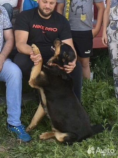 Отдаю песика Дольфа в добрые руки